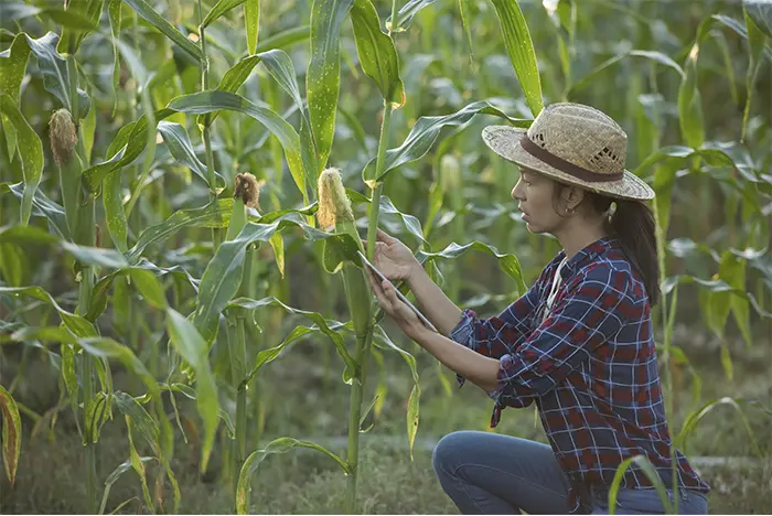 Mulher colhendo milho. Woman harvesting corn