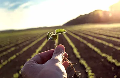 Mão segurando uma planta de soja. Hand holding a soybean plant.