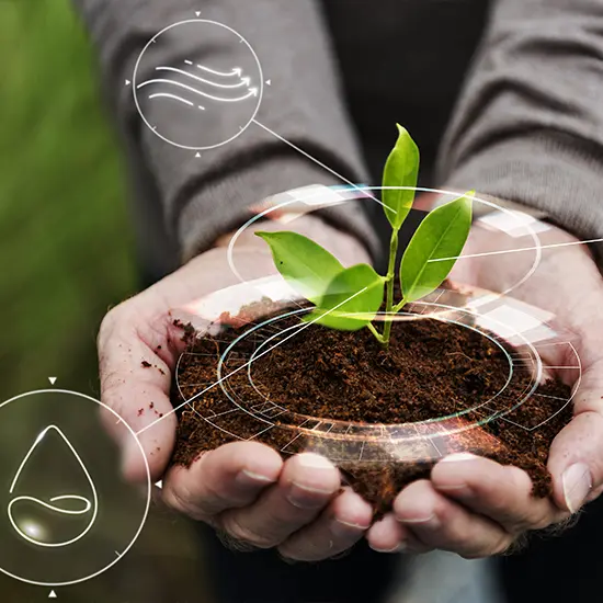 Mãos segurando terra com uma planta. Hands holding earth with a plant.